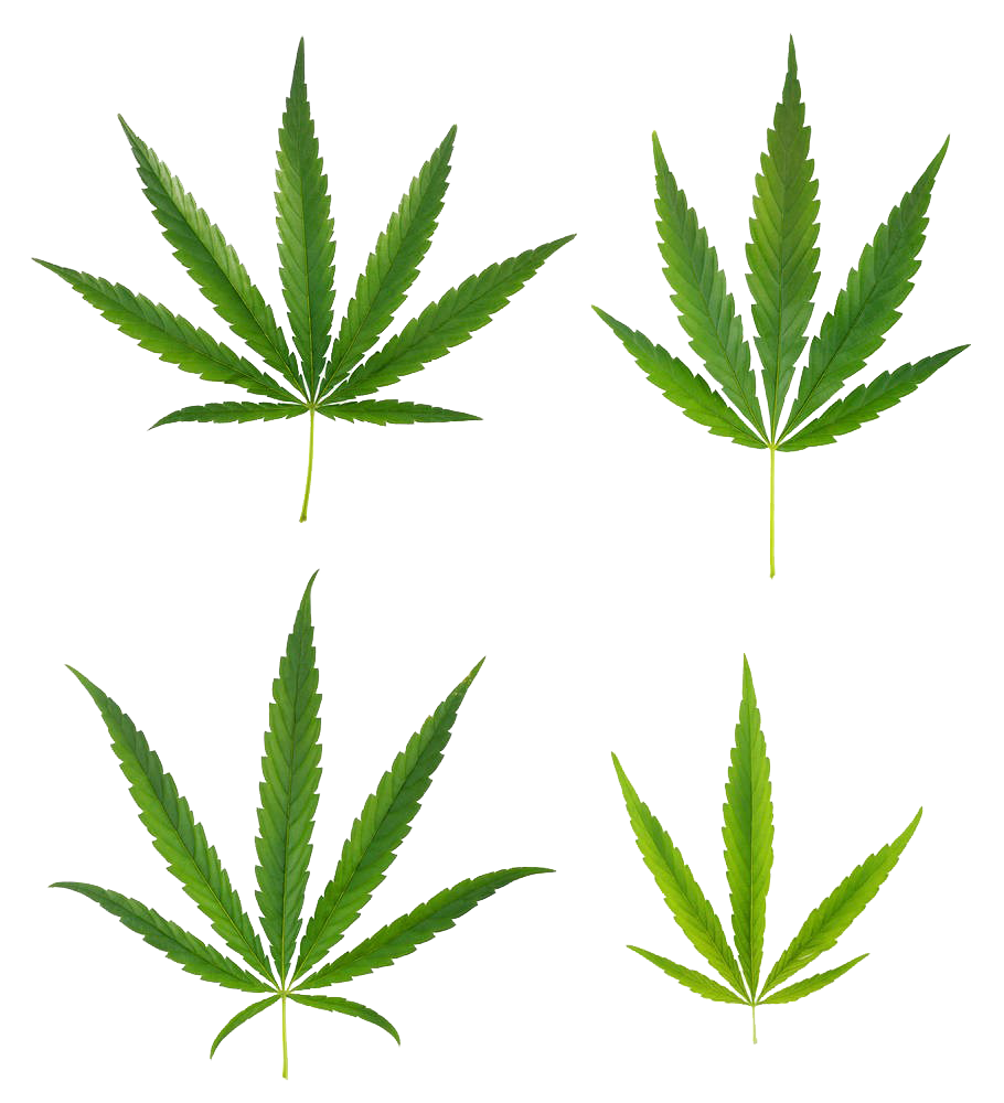 A variety of cannabis leaves png